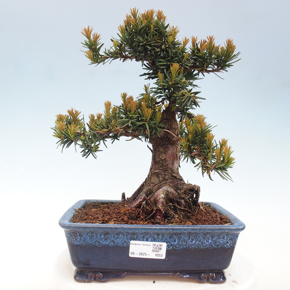 Venkovní bonsai - Taxus cuspidata  - Tis japonský