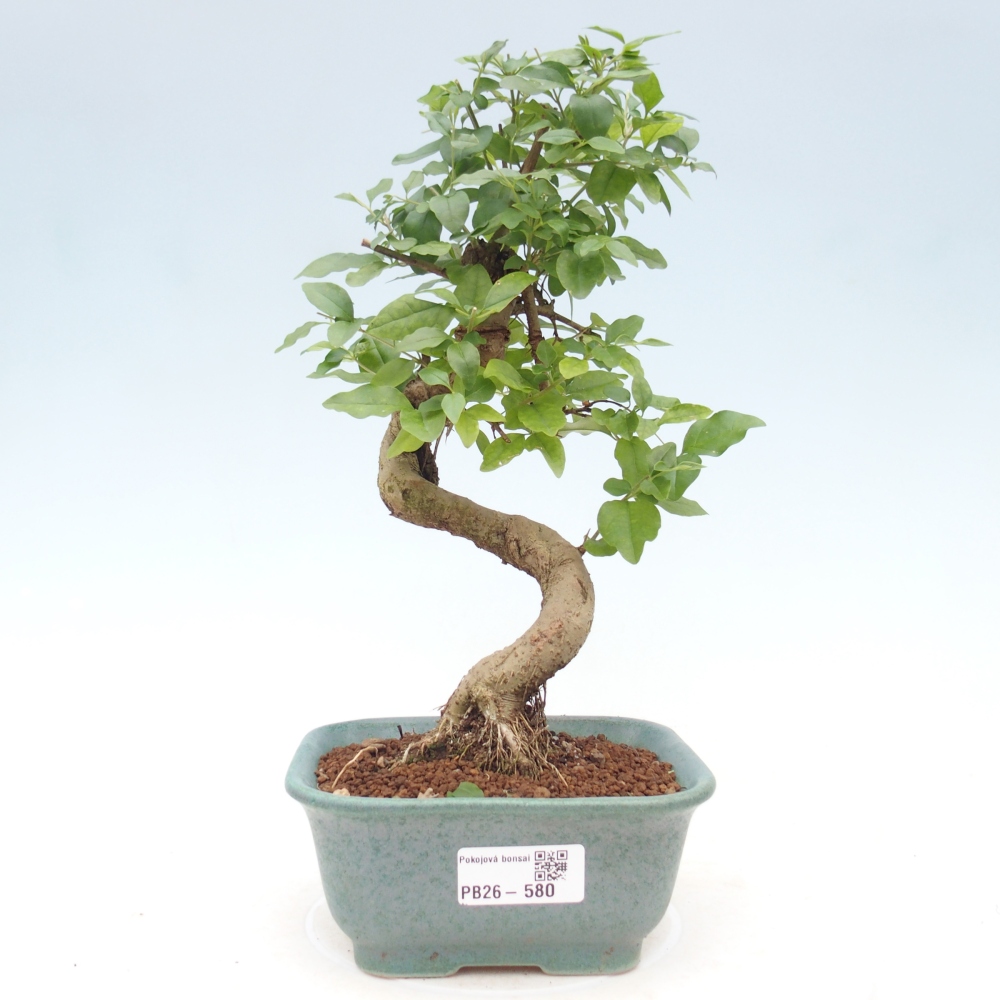 Pokojová bonsai -Ligustrum chinensis - Ptačí zob