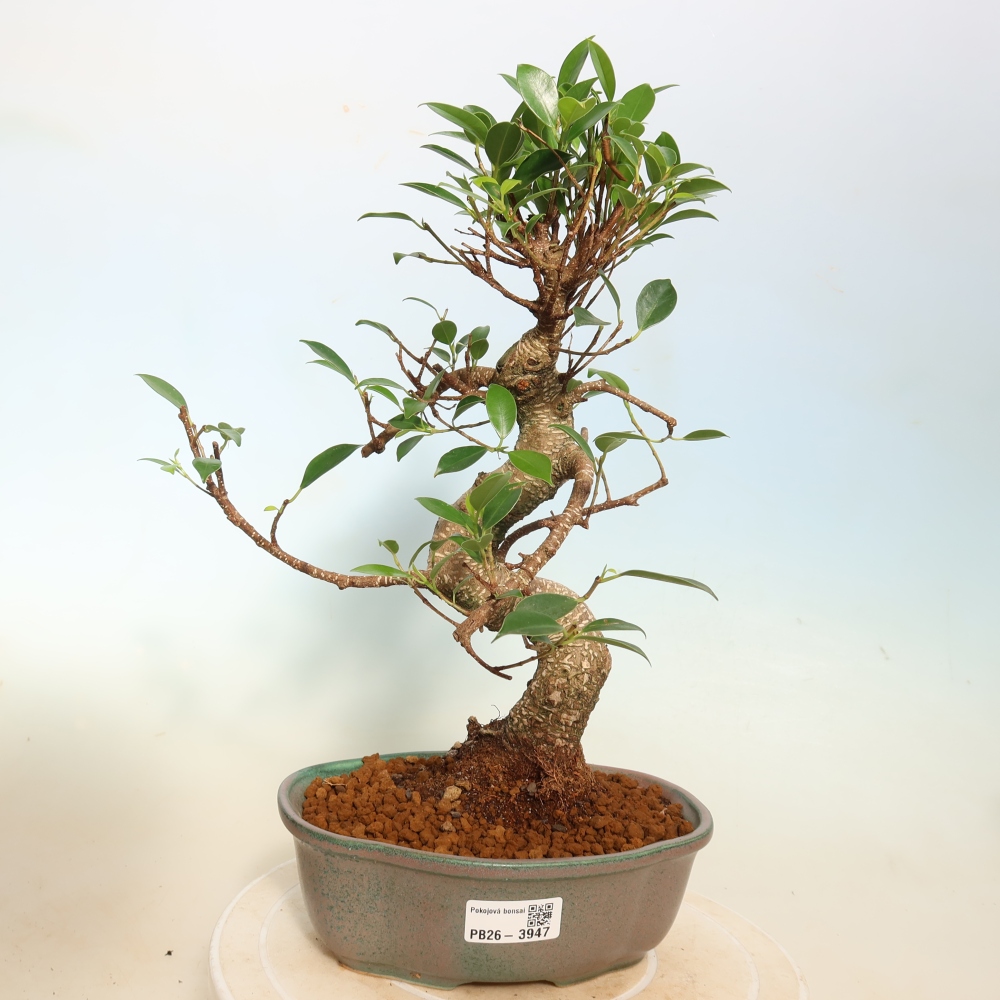 Pokojová bonsai - Ficus kimmen -  malolistý fíkus