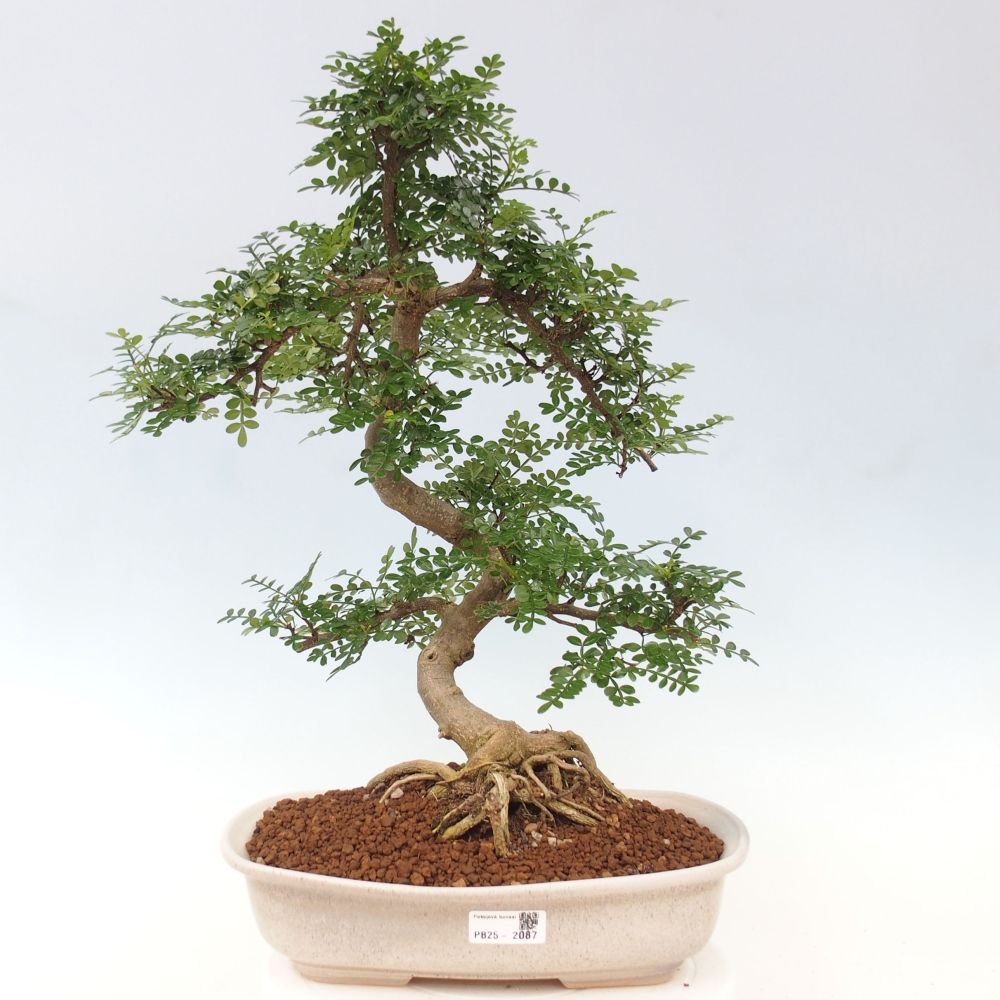 Pokojová bonsai - Zantoxylum piperitum - pepřovník