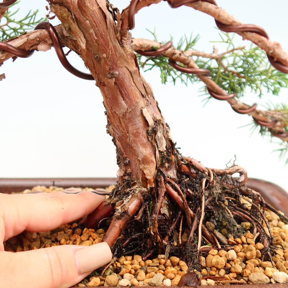 Venkovní bonsai - Juniperus chinensis Kishu -Jalovec čínský