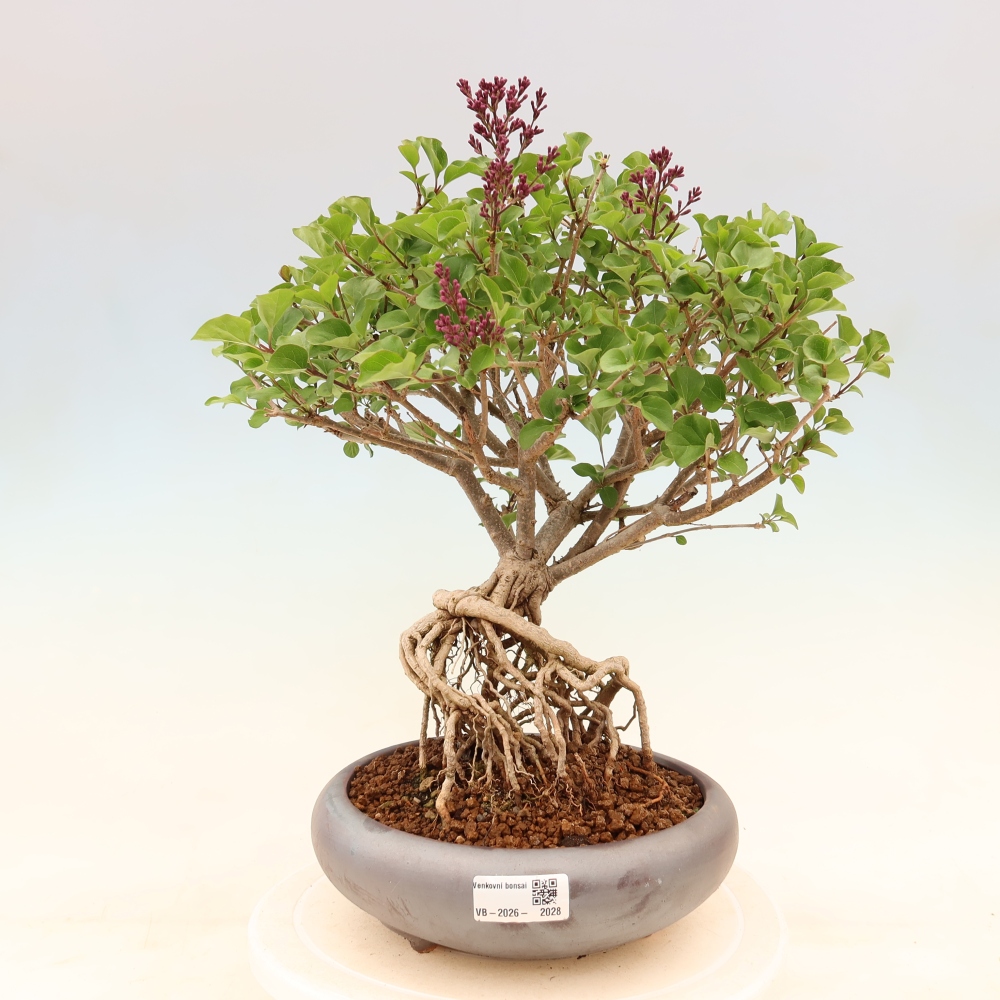 Venkovní  bonsai -  Syringa microphylla - malokvětý šeřík