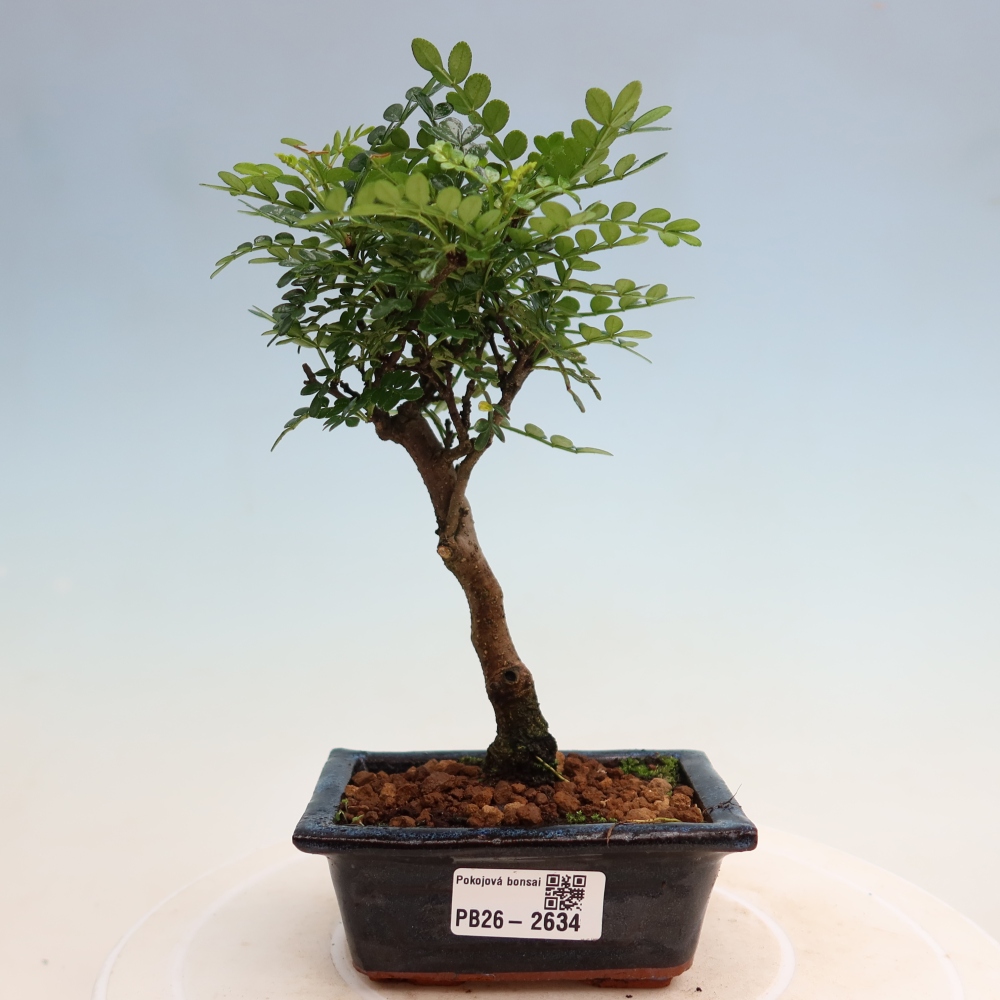 Pokojová bonsai - Zantoxylum piperitum - pepřovník