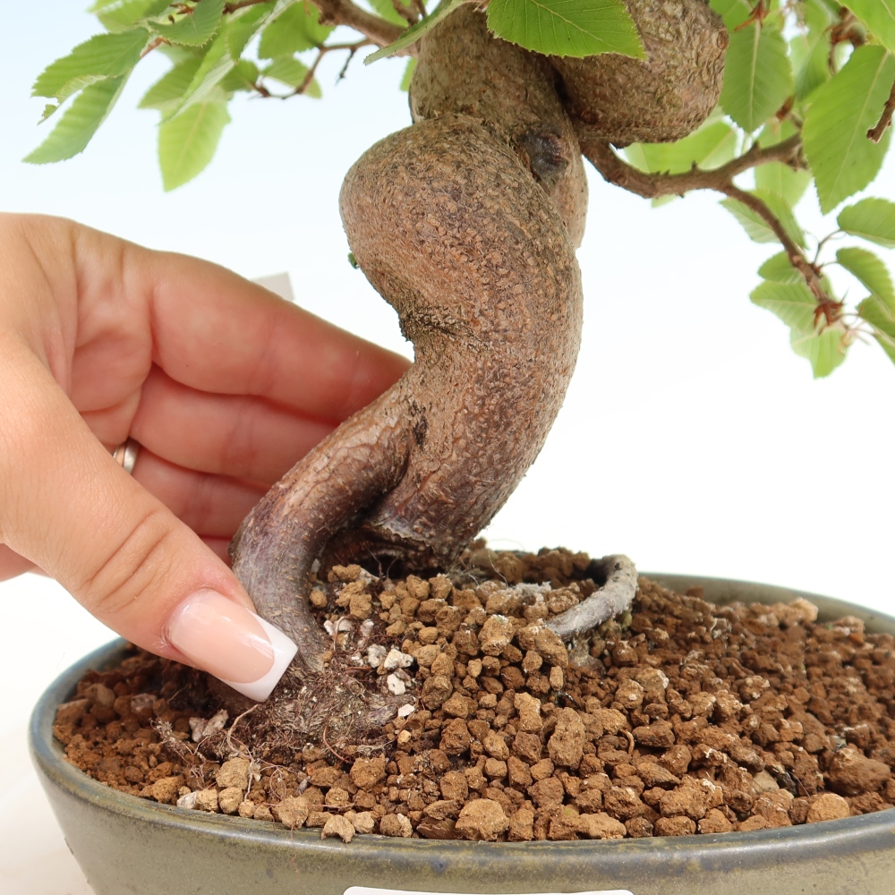 Venkovní bonsai -Carpinus coreana - Habr korejský