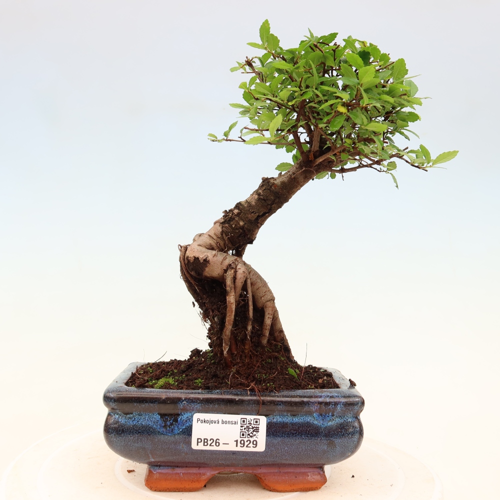 Pokojová bonsai - Ulmus parvifolia - Malolistý jilm