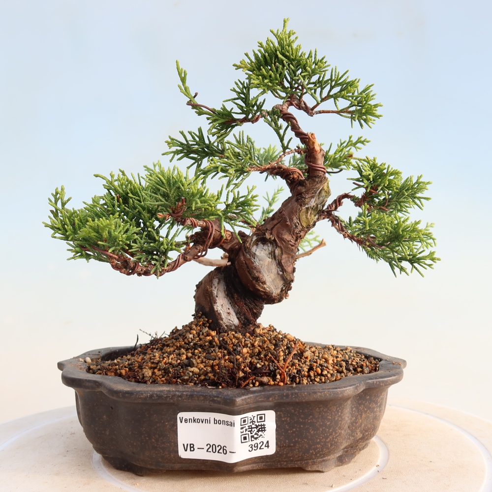 Venkovní bonsai - Juniperus chinensis Itoigawa -Jalovec čínský