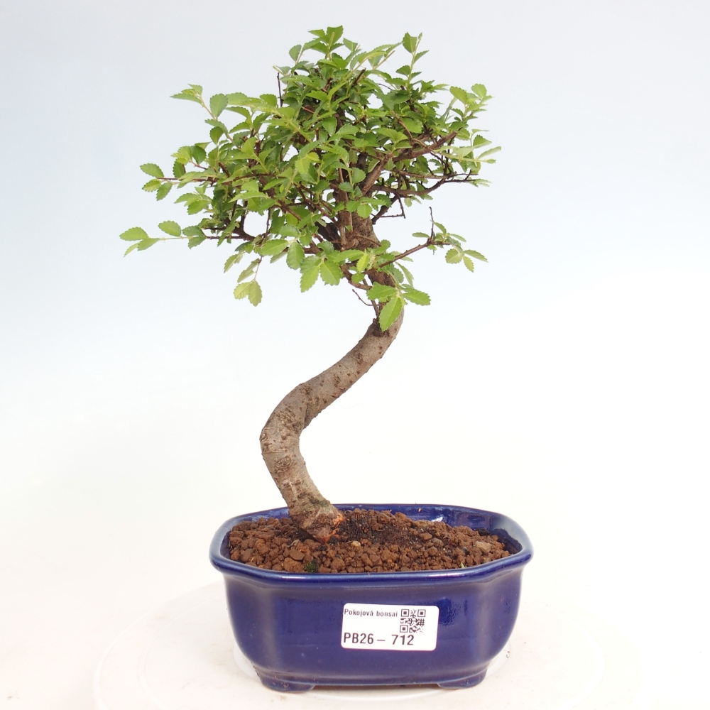 Pokojová bonsai - Ulmus parvifolia - Malolistý jilm