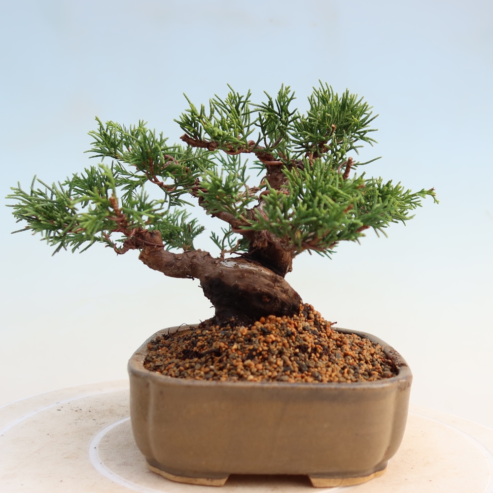 Venkovní bonsai - Juniperus chinensis Itoigawa -Jalovec čínský
