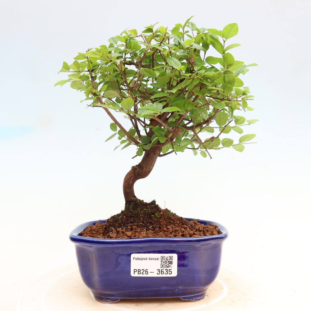 Pokojová bonsai - Sagerécie thea - Sagerécie thea