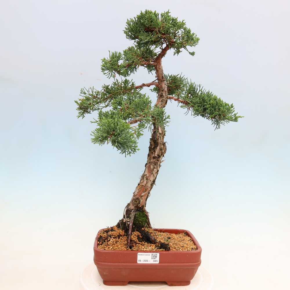 Venkovní bonsai - Juniperus chinensis Kishu -Jalovec čínský