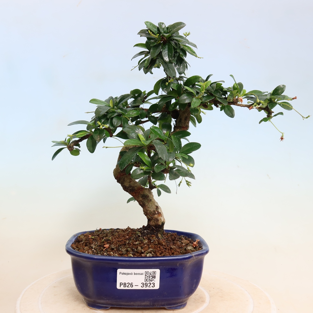 Pokojová bonsai - Carmona macrophylla - Čaj fuki