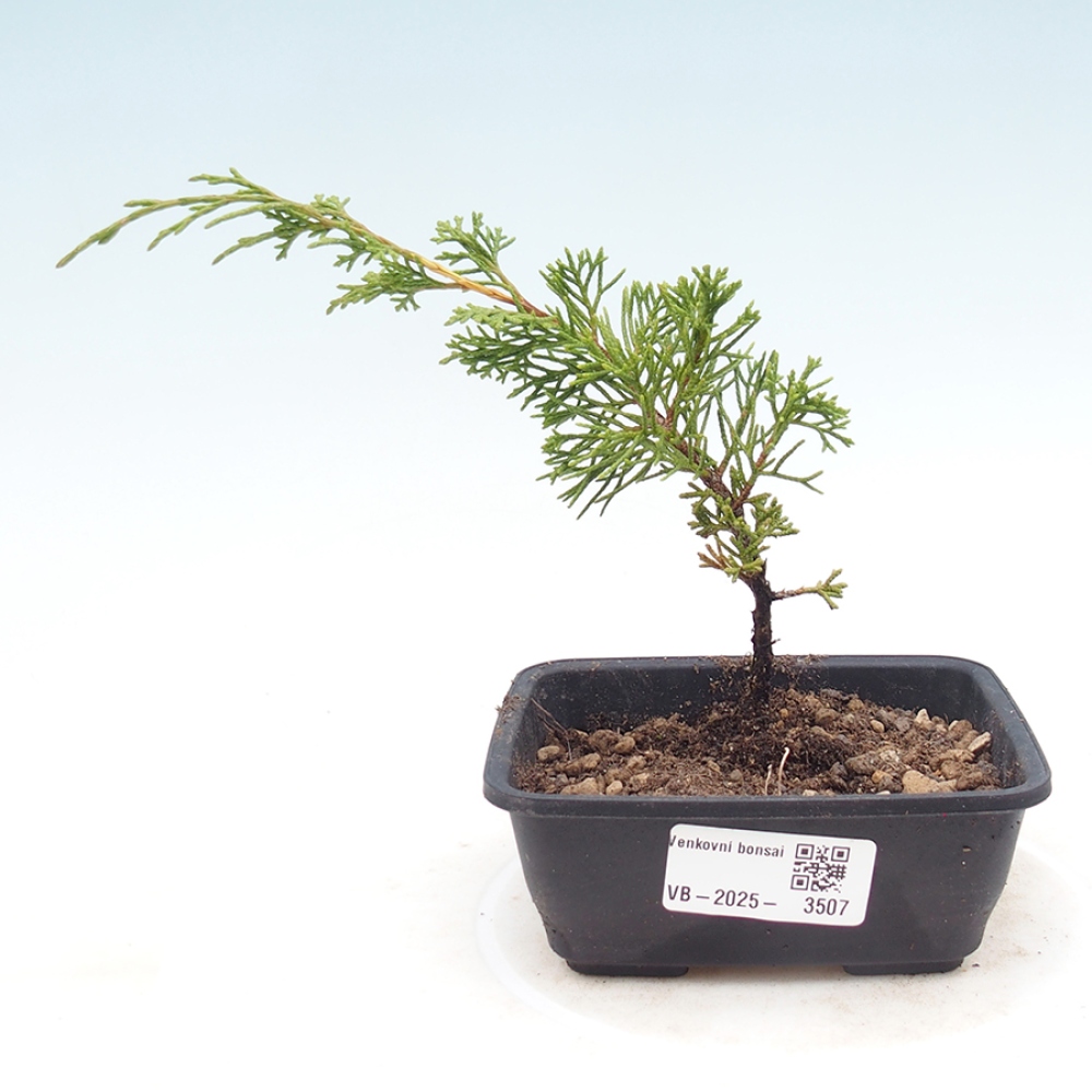 Venkovní bonsai - Juniperus chinensis Itoigawa -Jalovec čínský