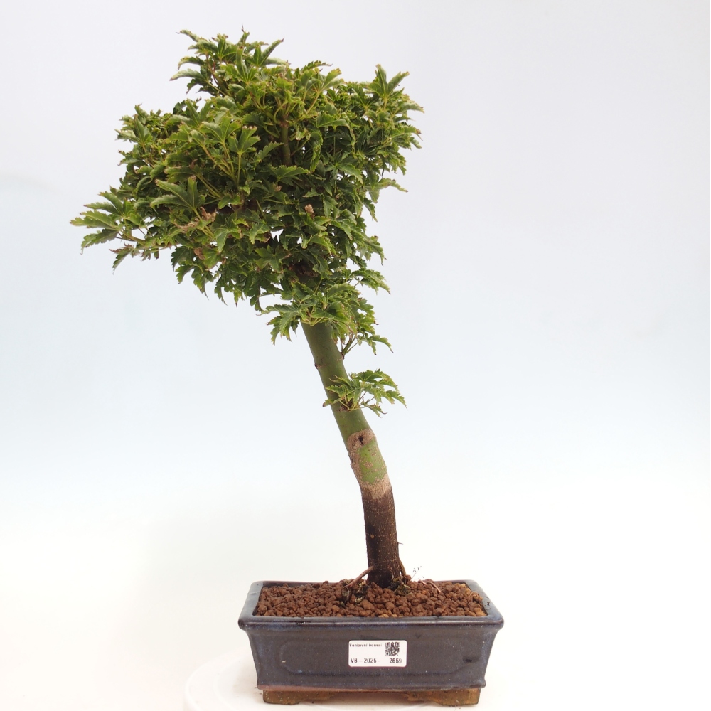 Venkovní bonsai -Javor dlanitolistý Acer palmatum Shishigashira
