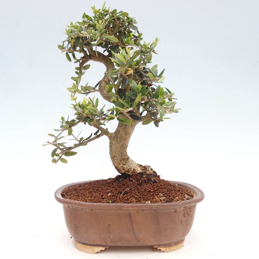 Pokojová bonsai - Olea europaea sylvestris -Oliva evropská drobnolistá
