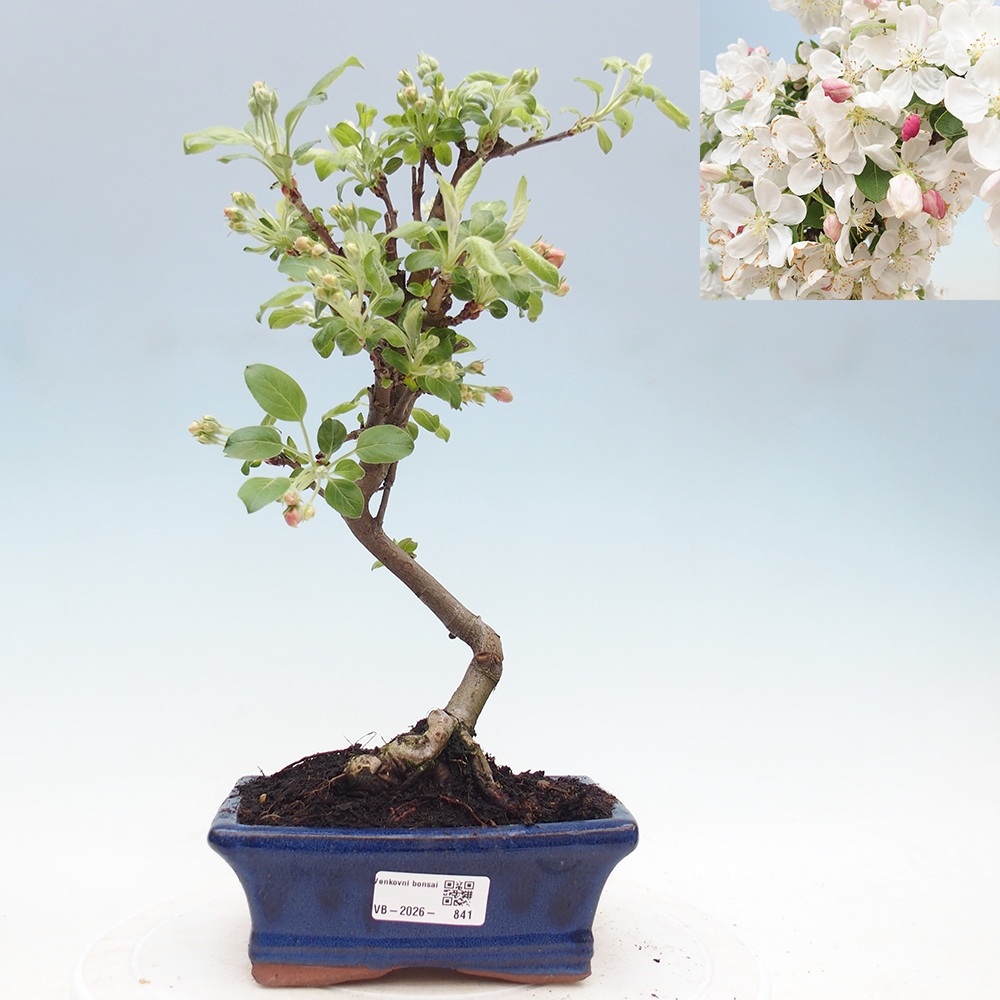Venkovní bonsai -Malus halliana - Maloplodá jabloň