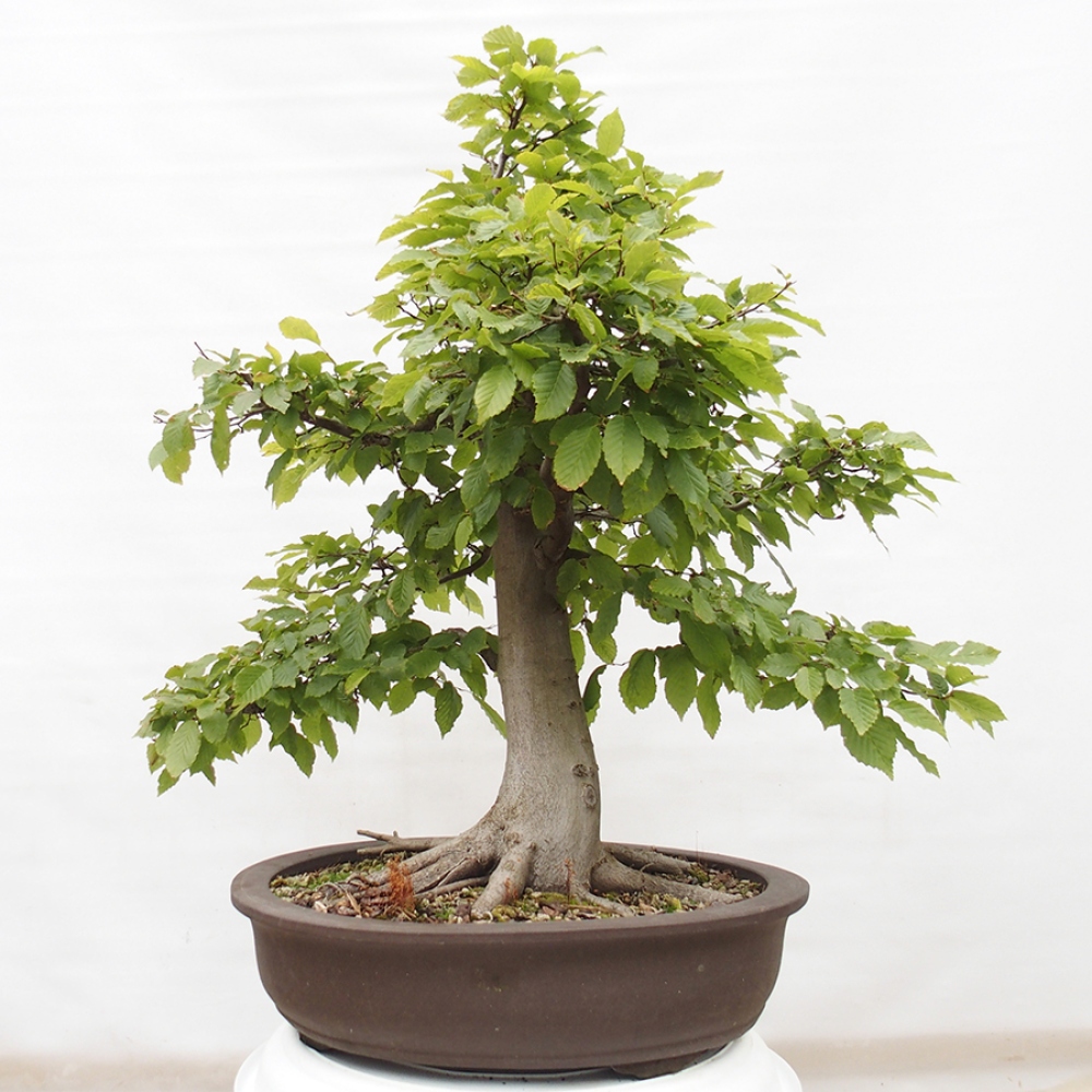 Venkovní bonsai - Habr obecný - Carpinus betulus