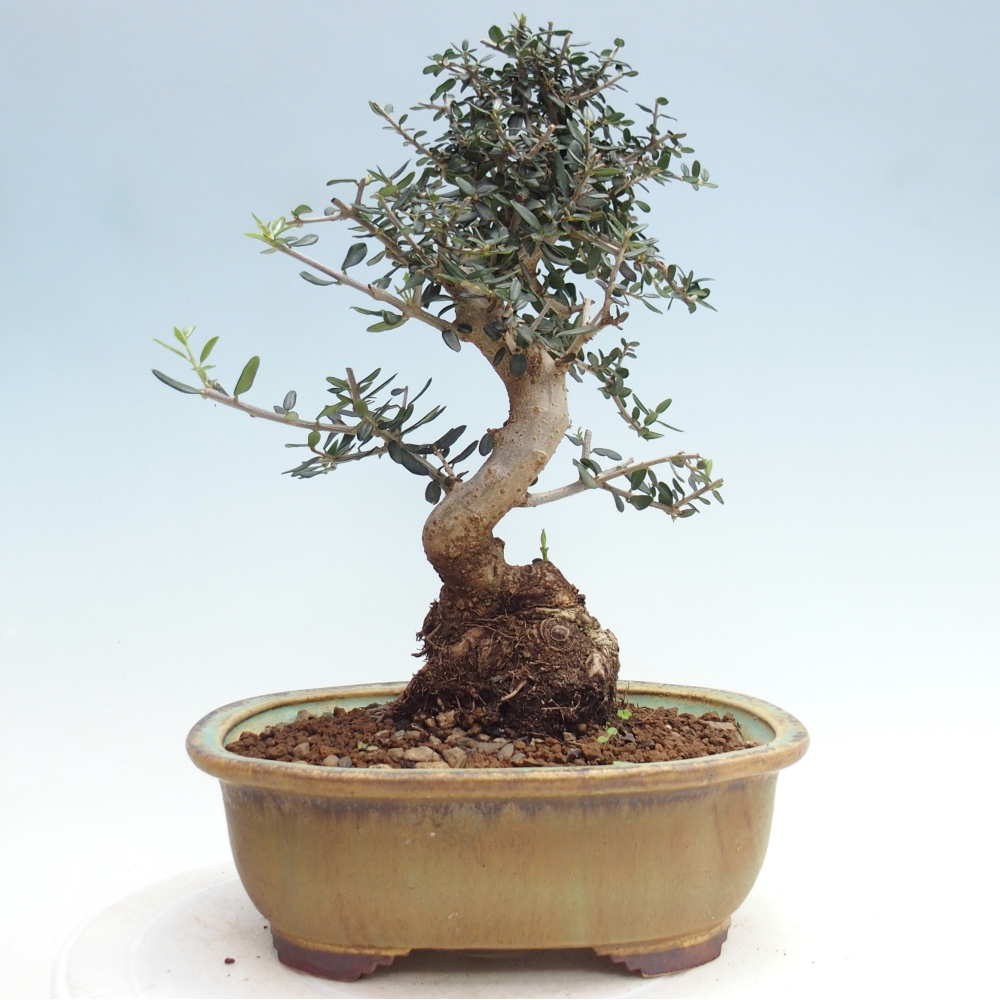 Pokojová bonsai - Olea europaea sylvestris -Oliva evropská drobnolistá