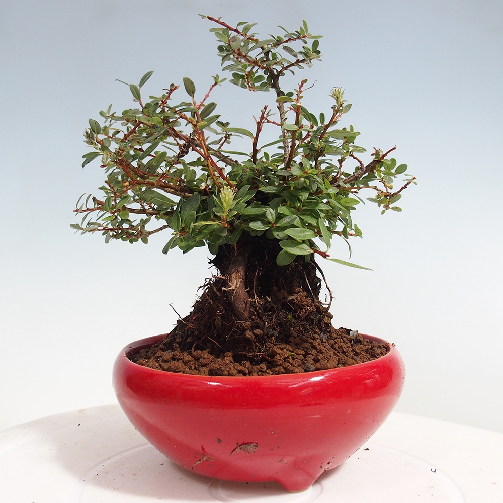Venkovní bonsai - Salix - Vrba