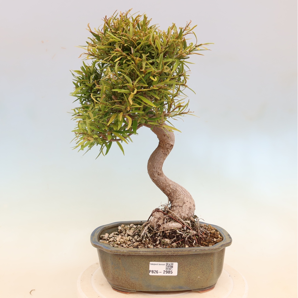 Pokojová bonsai - Ficus nerifolia -  malolistý fíkus