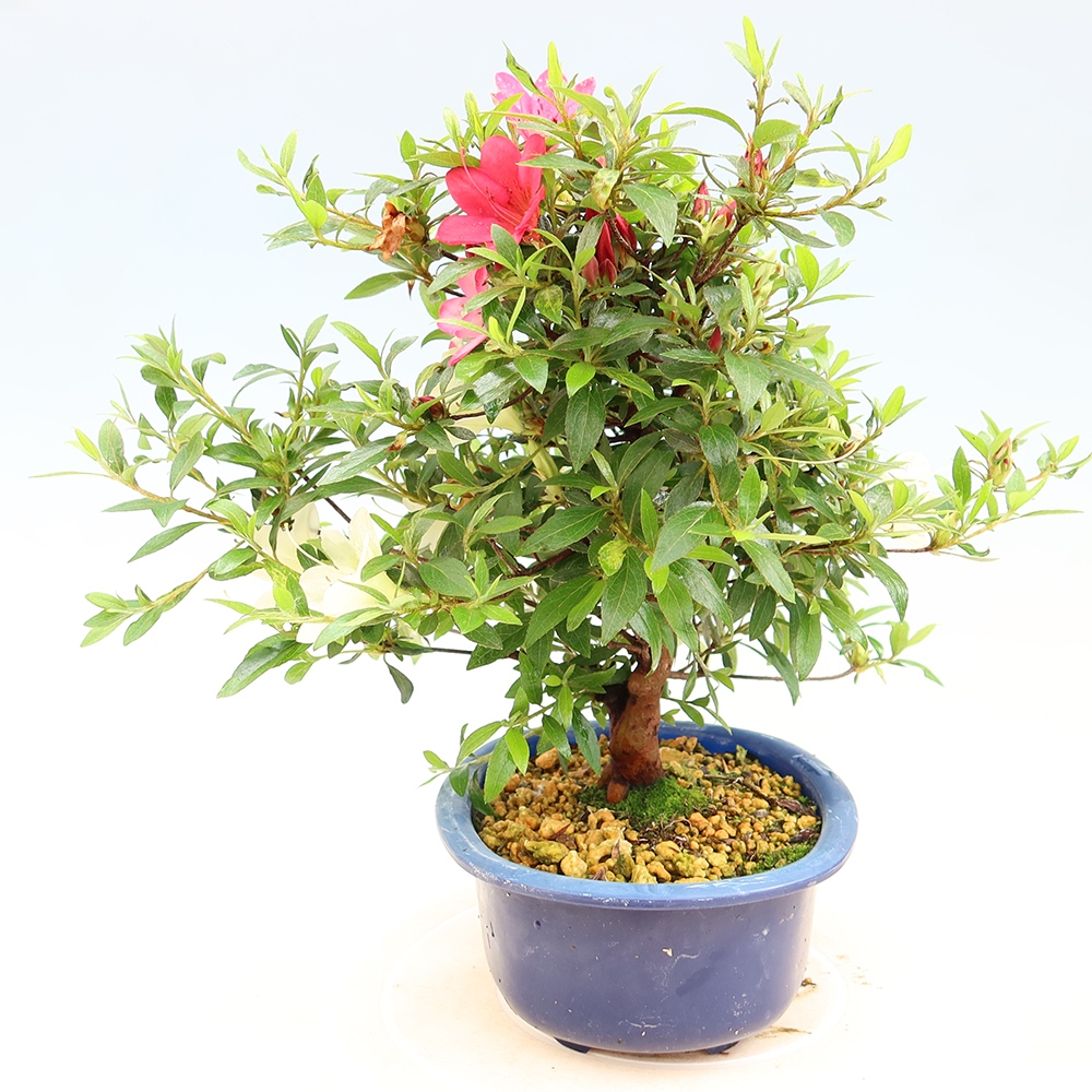 Venkovní bonsai - Japonská azalka - Azalea Suigootome