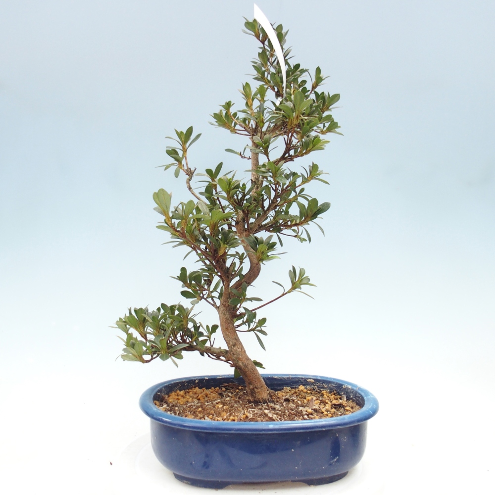 Venkovní bonsai - Japonská azalka - Azalea Yoko