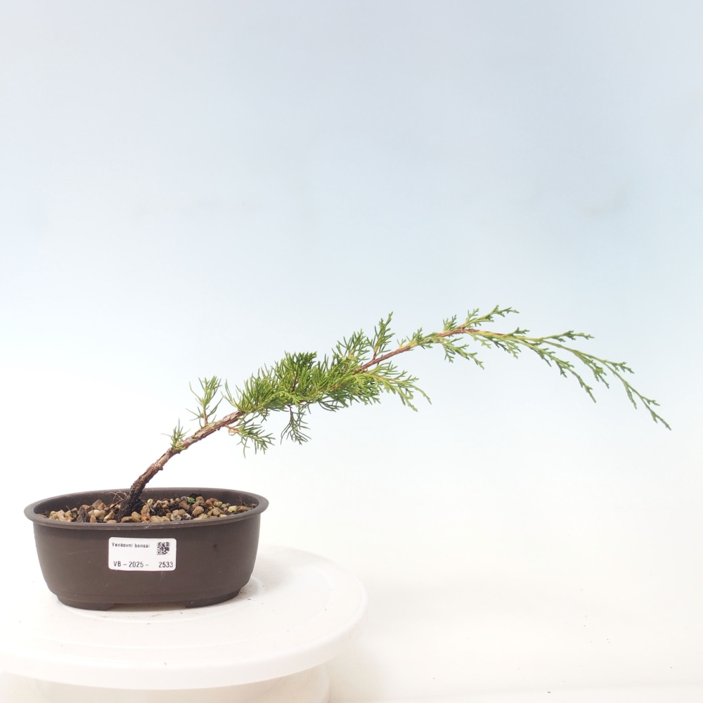 Venkovní bonsai - Juniperus chinensis Itoigawa -Jalovec čínský