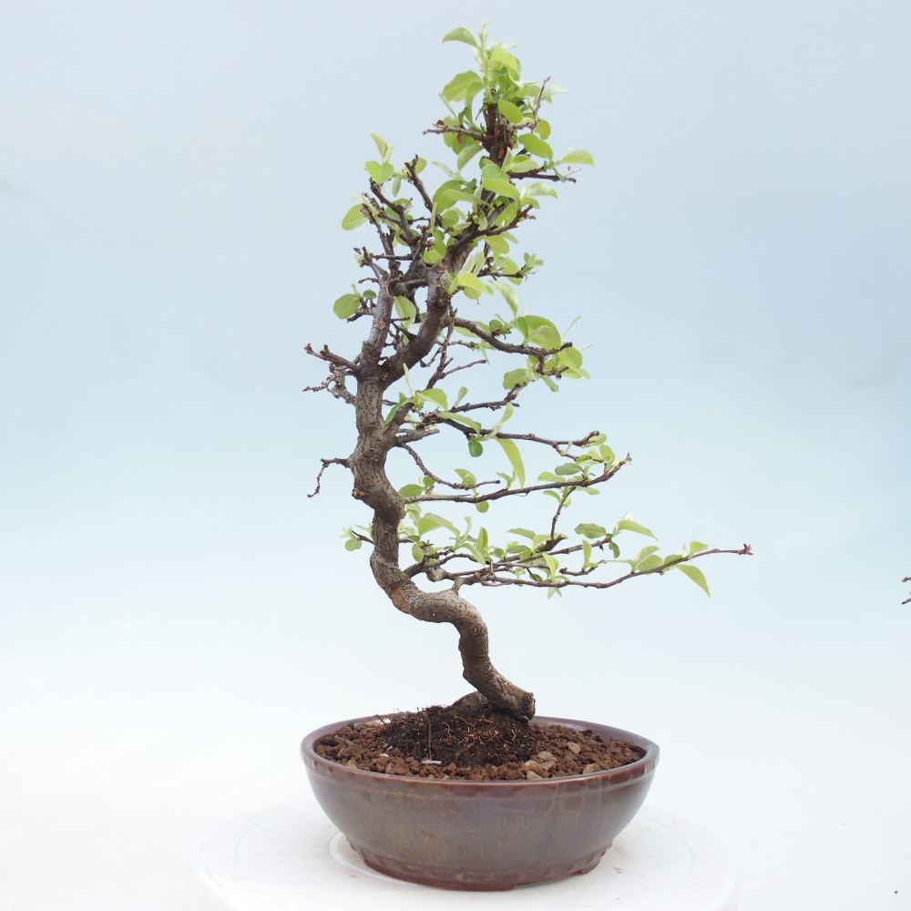 Venkovní  bonsai -  Chaneomeles chinensis - Kdoulovec čínsky