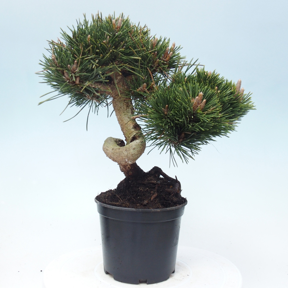 Venkovní bonsai - Pinus thunbergii senjyumaru - Borovice thunbergova