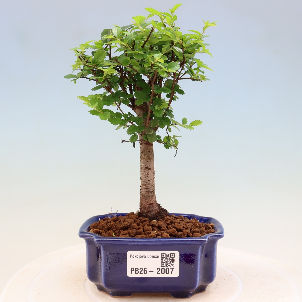 Pokojová bonsai - Ulmus parvifolia - Malolistý jilm