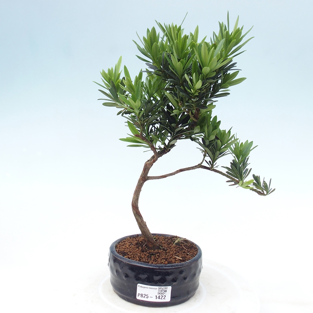 Pokojová bonsai - Podocarpus - Kamenný tis