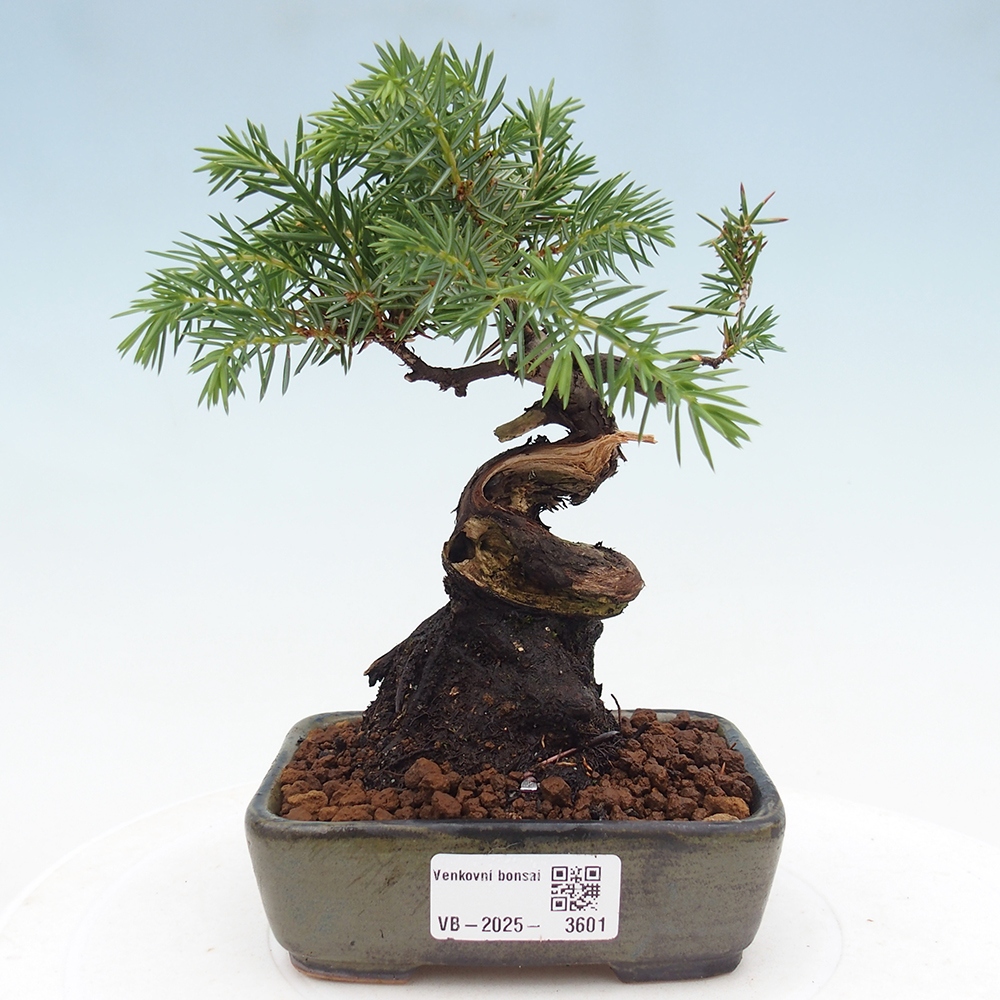 Venkovní bonsai - Jalovec rigida - Juniperus rigida