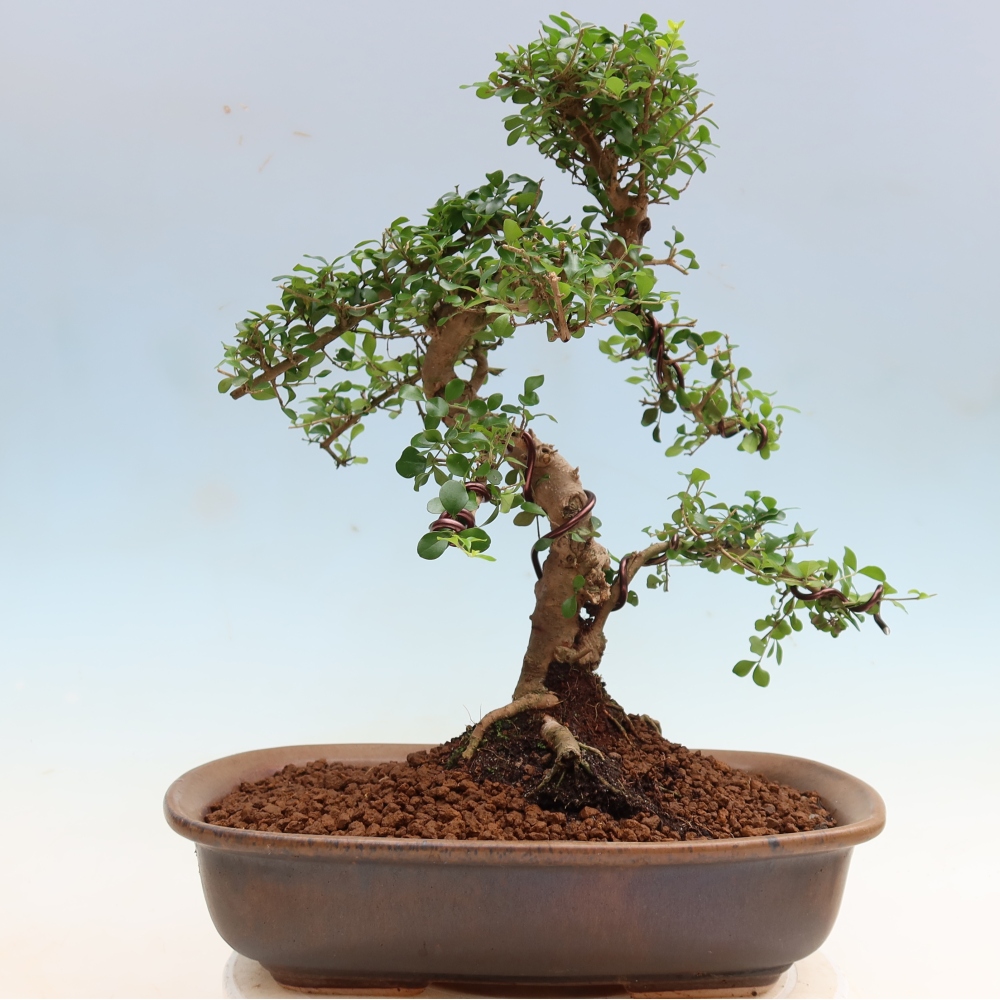 Pokojová bonsai -Ligustrum retusa - malolistý ptačí zob