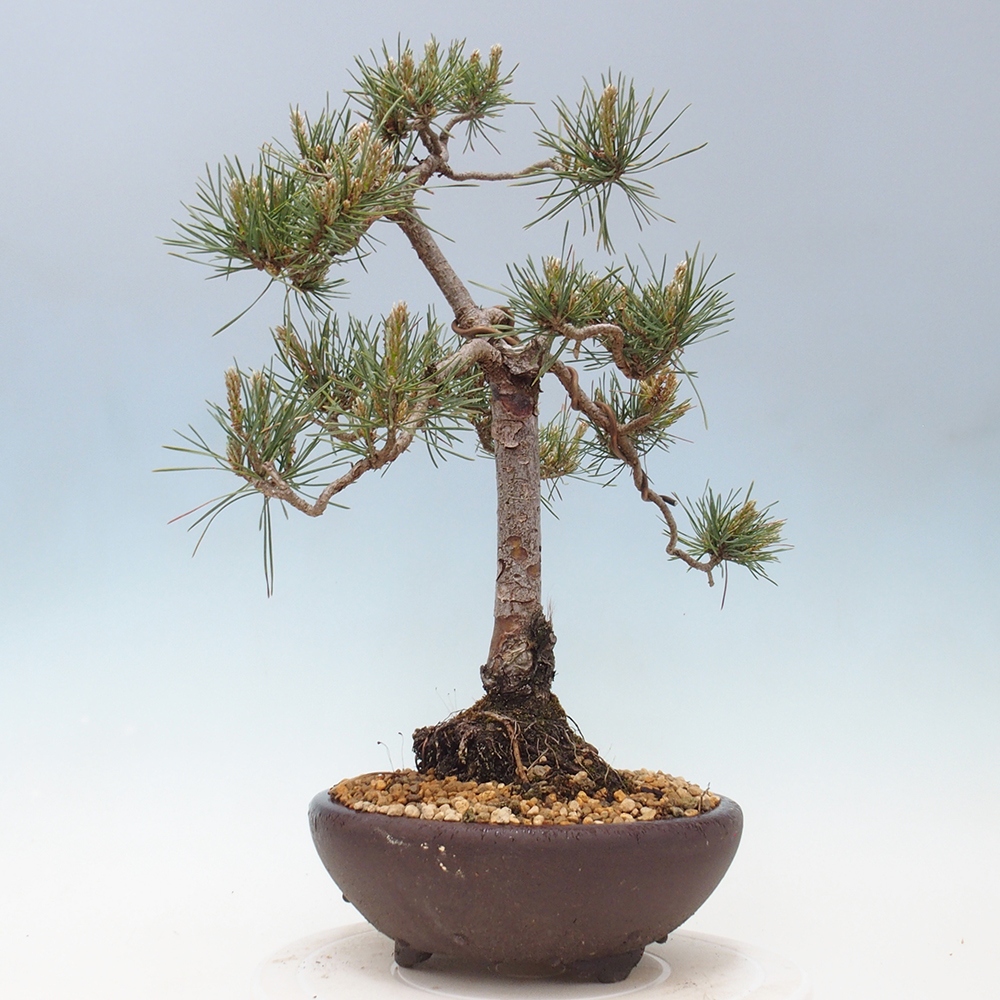 Venkovní bonsai - Pinus Sylvestris Watererri - Borovice lesní