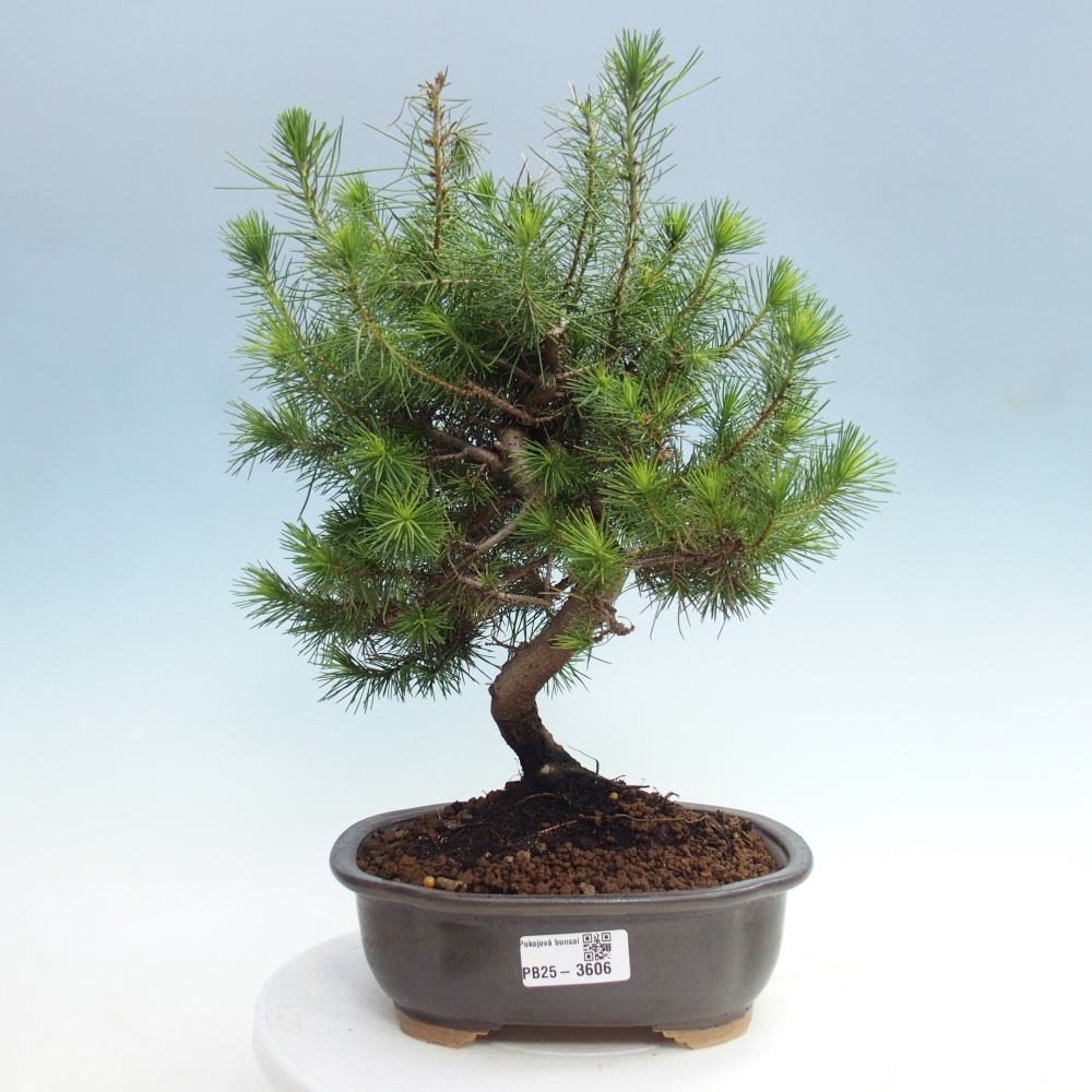 Pokojová bonsai-Pinus halepensis-Borovice alepská