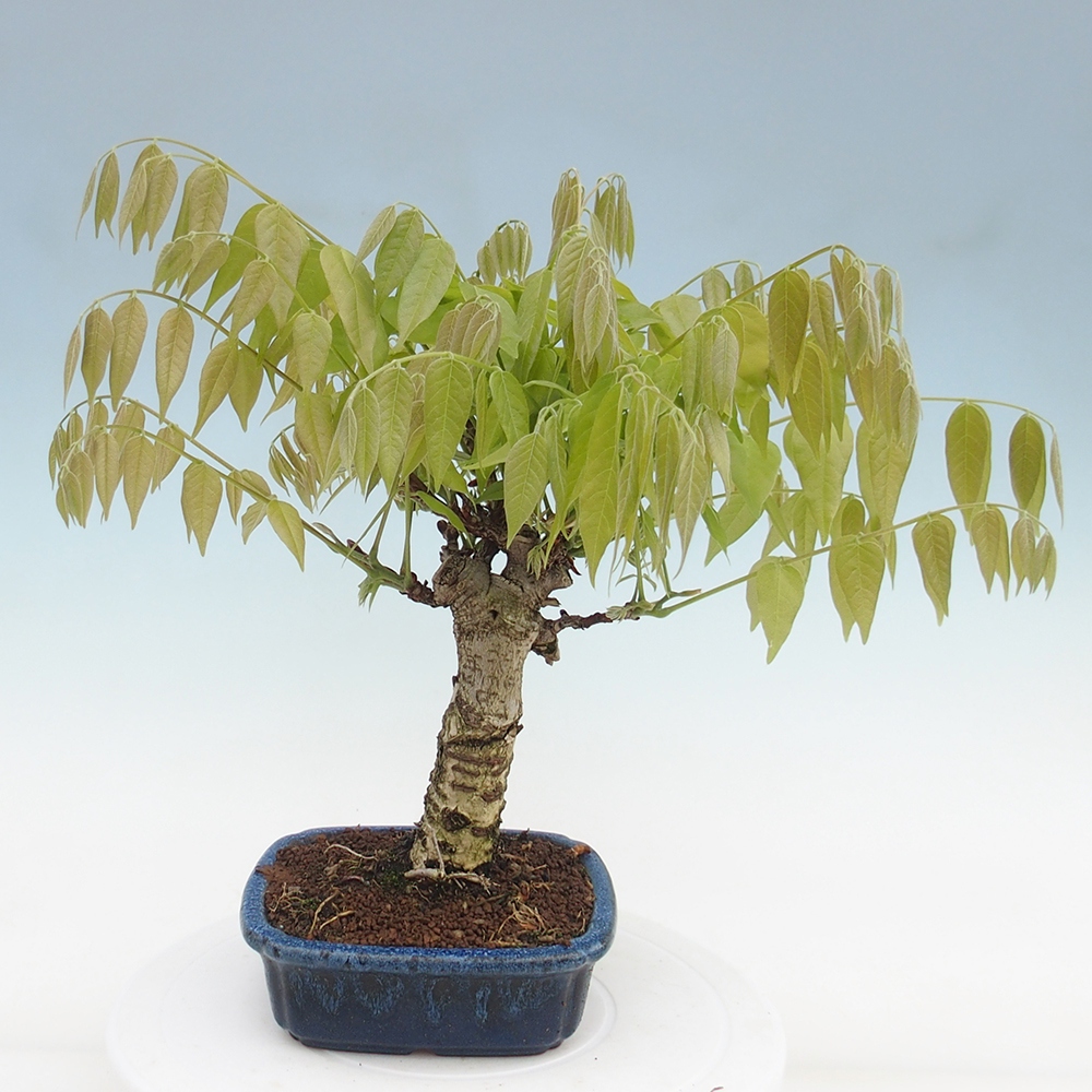 Venkovní bonsai - Vistarie květnatá - Wisteria floribunda