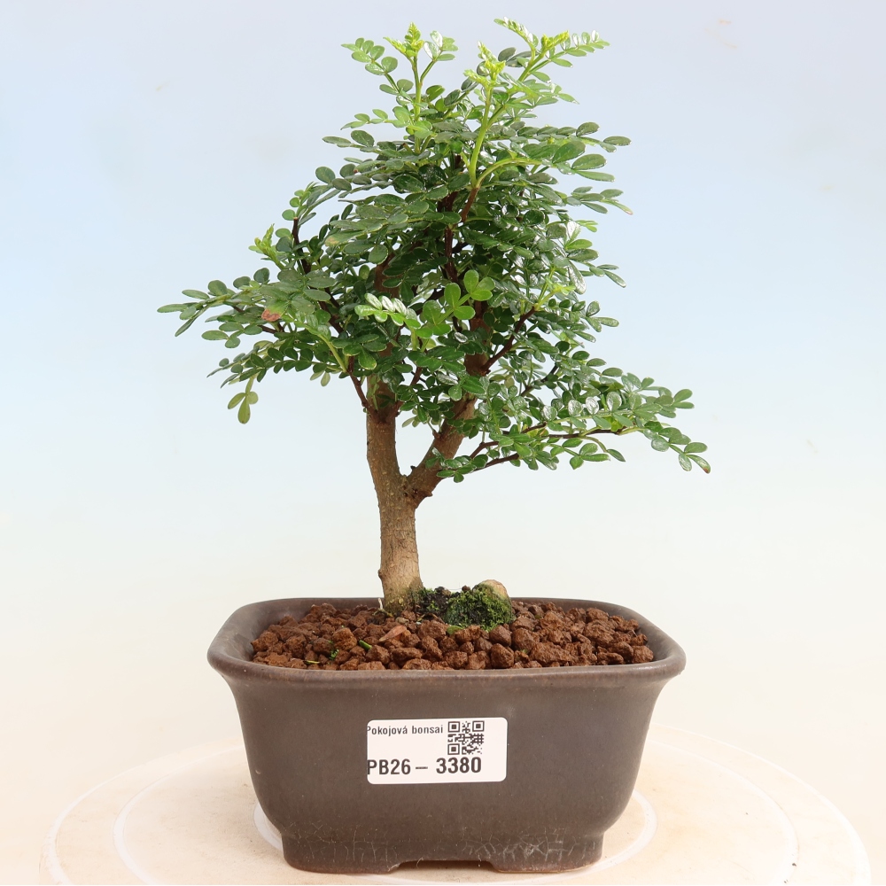 Pokojová bonsai - Zantoxylum piperitum - Pepřovník