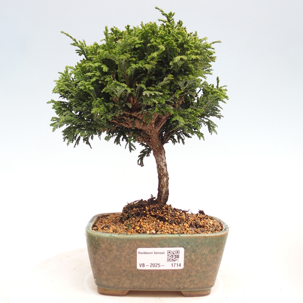 Venkovní bonsai - Cham.pis Parslori - Cypřišek