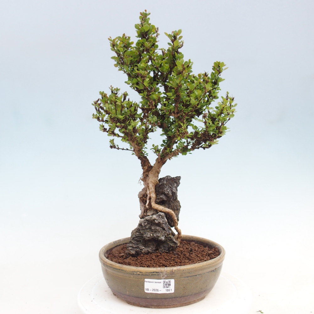 Venkovní bonsai - Berberis coreana - Dřištál korejský