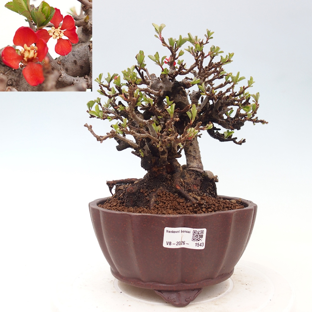 Venkovní  bonsai -  Chaneomeles speciosa - Kdoulovec ozdobný