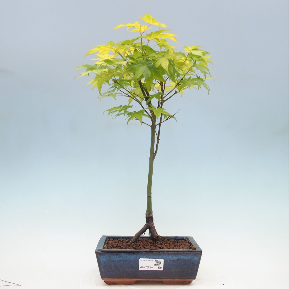 Acer palmatum Aureum - Javor dlanitolistý zlatý