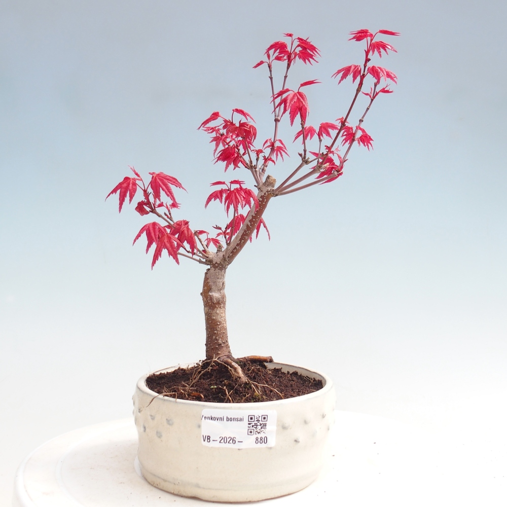 Venkovní bonsai - Javor dlanitolistý - Acer palmatum DESHOJO