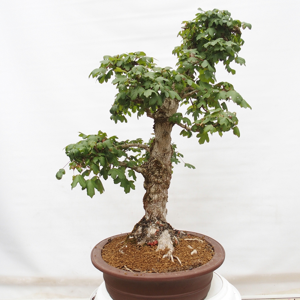 Venkovní bonsai -Javor babyka - Acer campestre