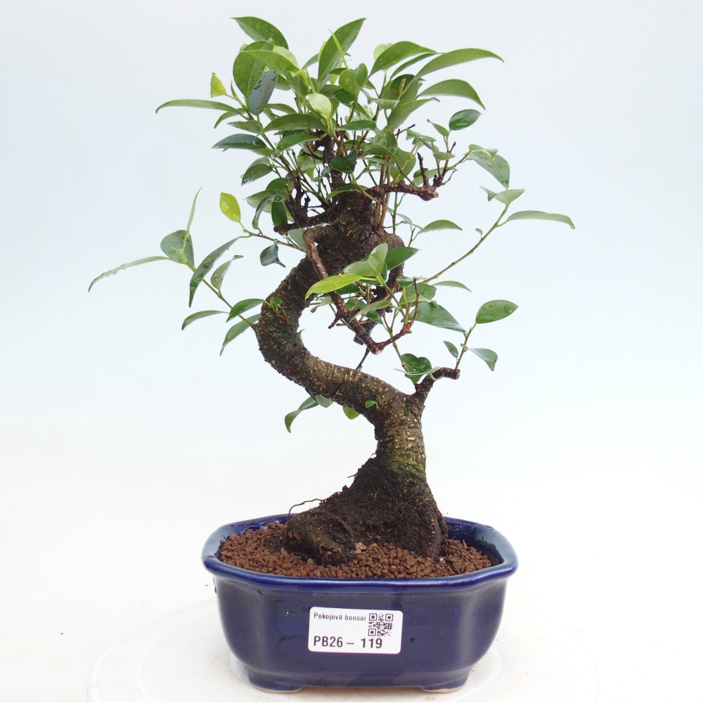 Pokojová bonsai - Ficus retusa -  malolistý fíkus