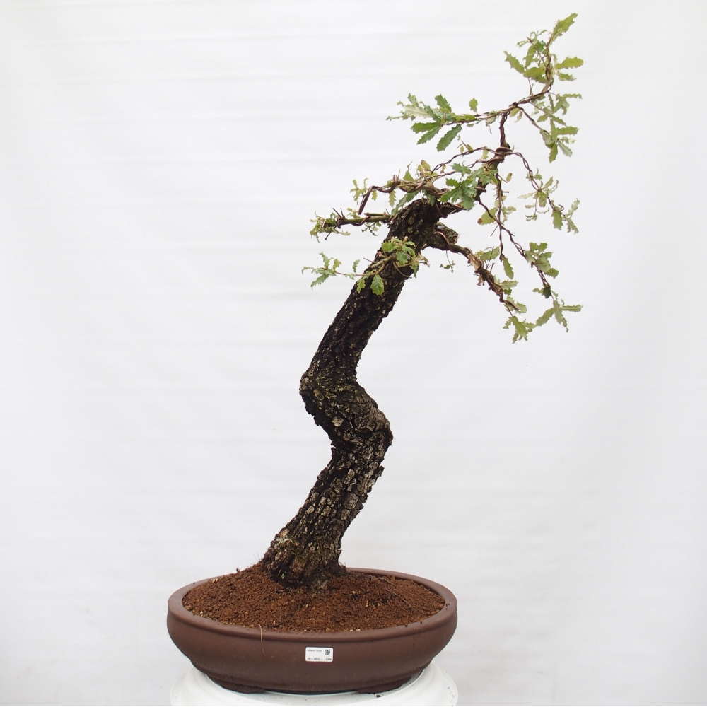 Yamadori - Quercus Ilex -Dub cesmínovitý