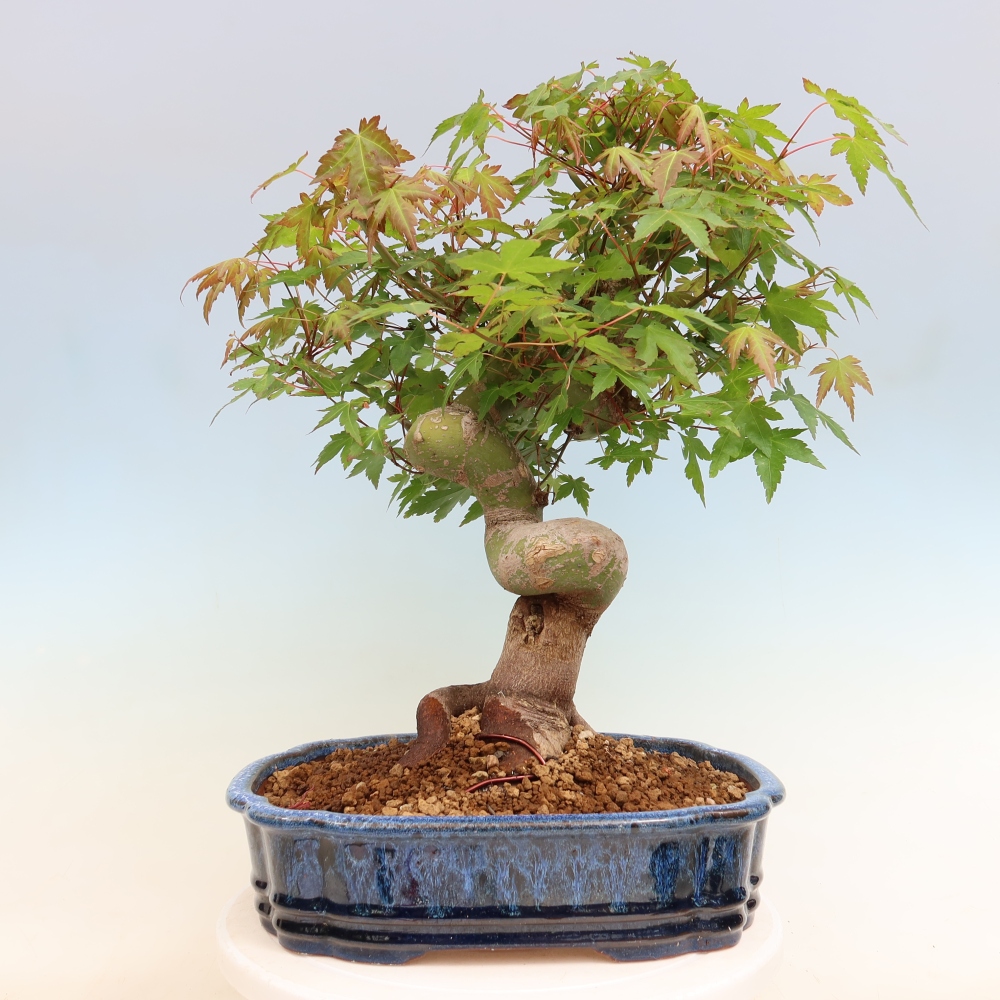 Venkovní bonsai - Javor Burgerův - Acer Burgerianum 