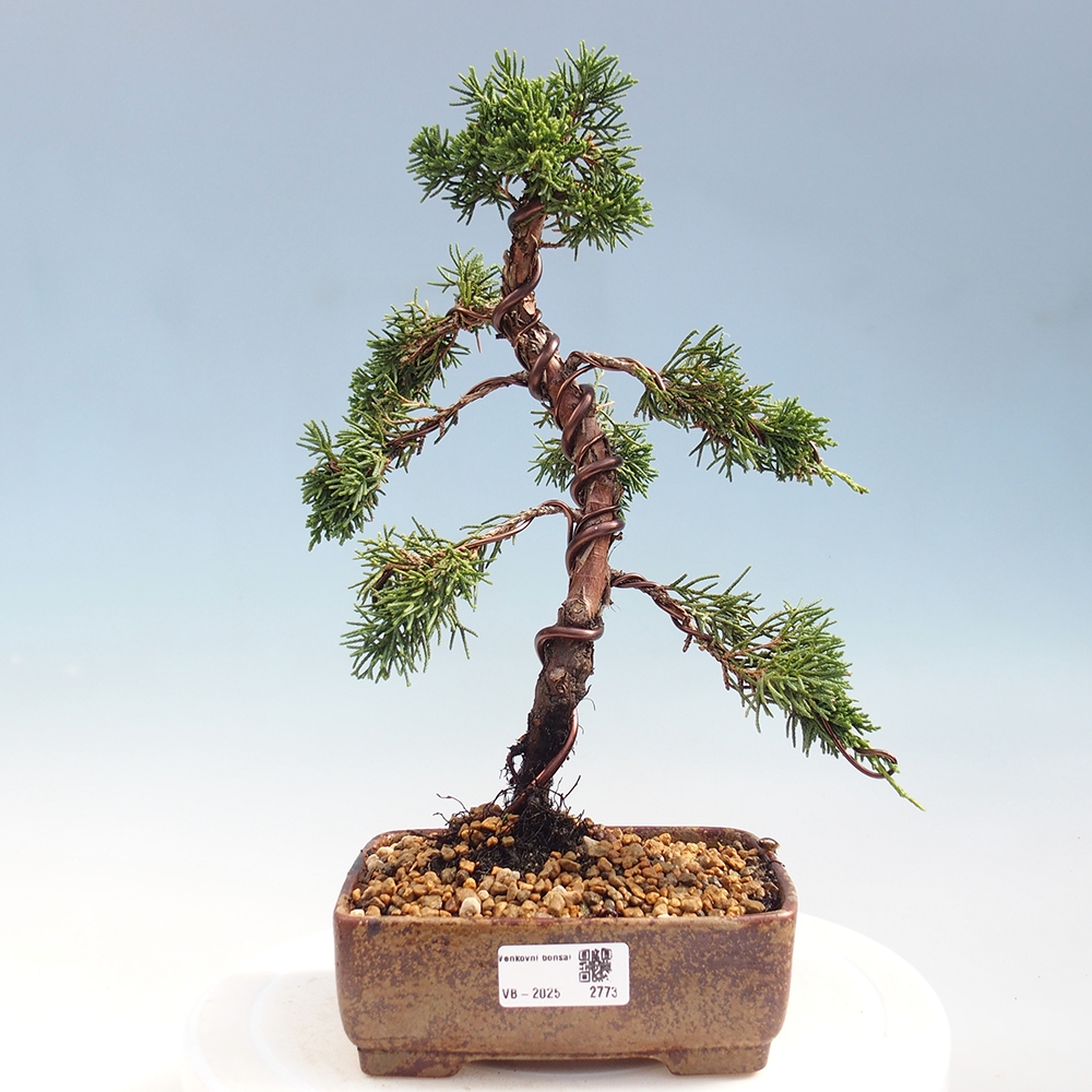 Venkovní bonsai - Juniperus chinensis Kishu -Jalovec čínský