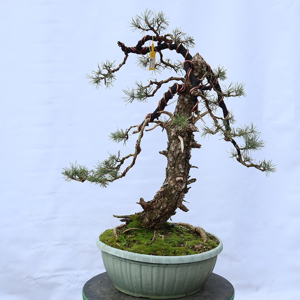 Pinus sylvestris Španělsko - borovice lesní
