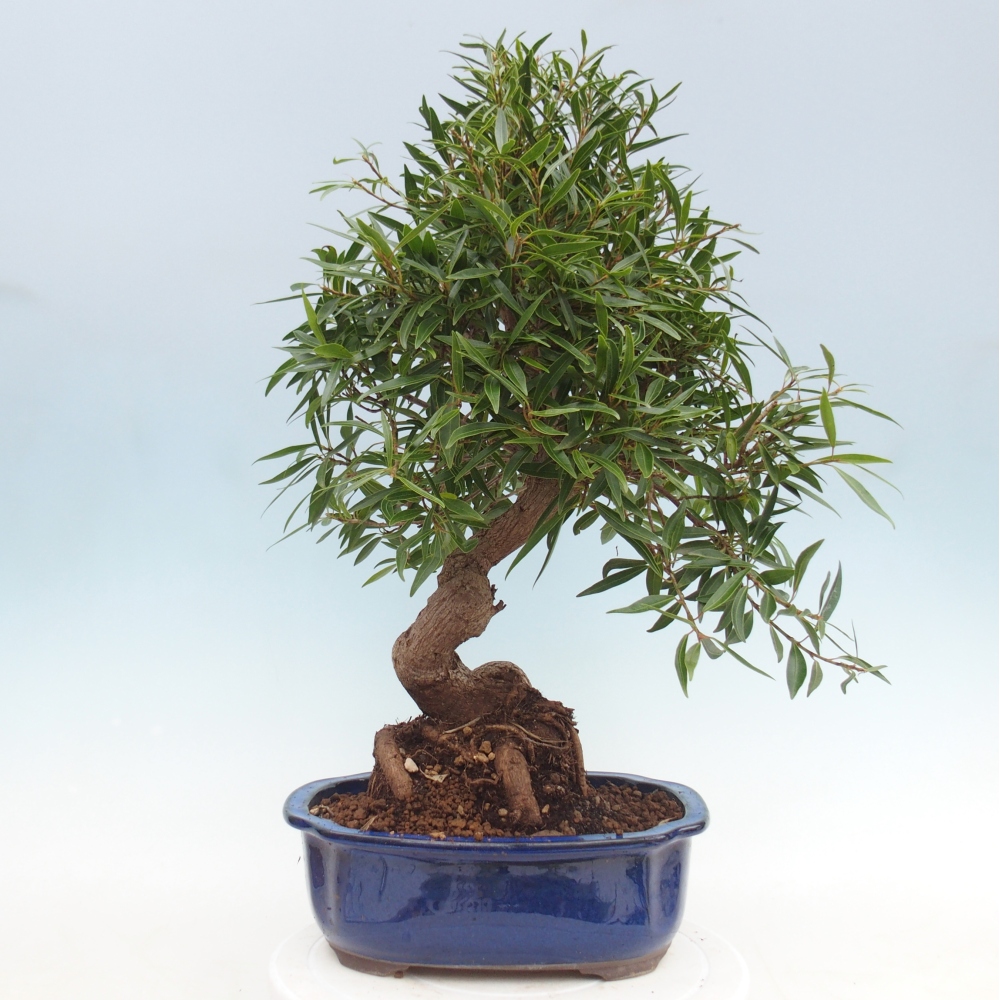 Pokojová bonsai - Ficus nerifolia -  malolistý fíkus