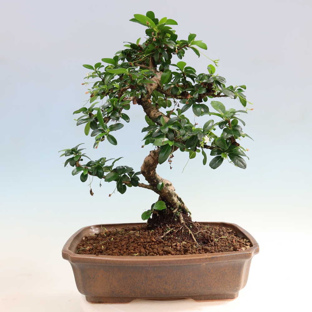 Pokojová bonsai - Carmona macrophylla - Čaj fuki