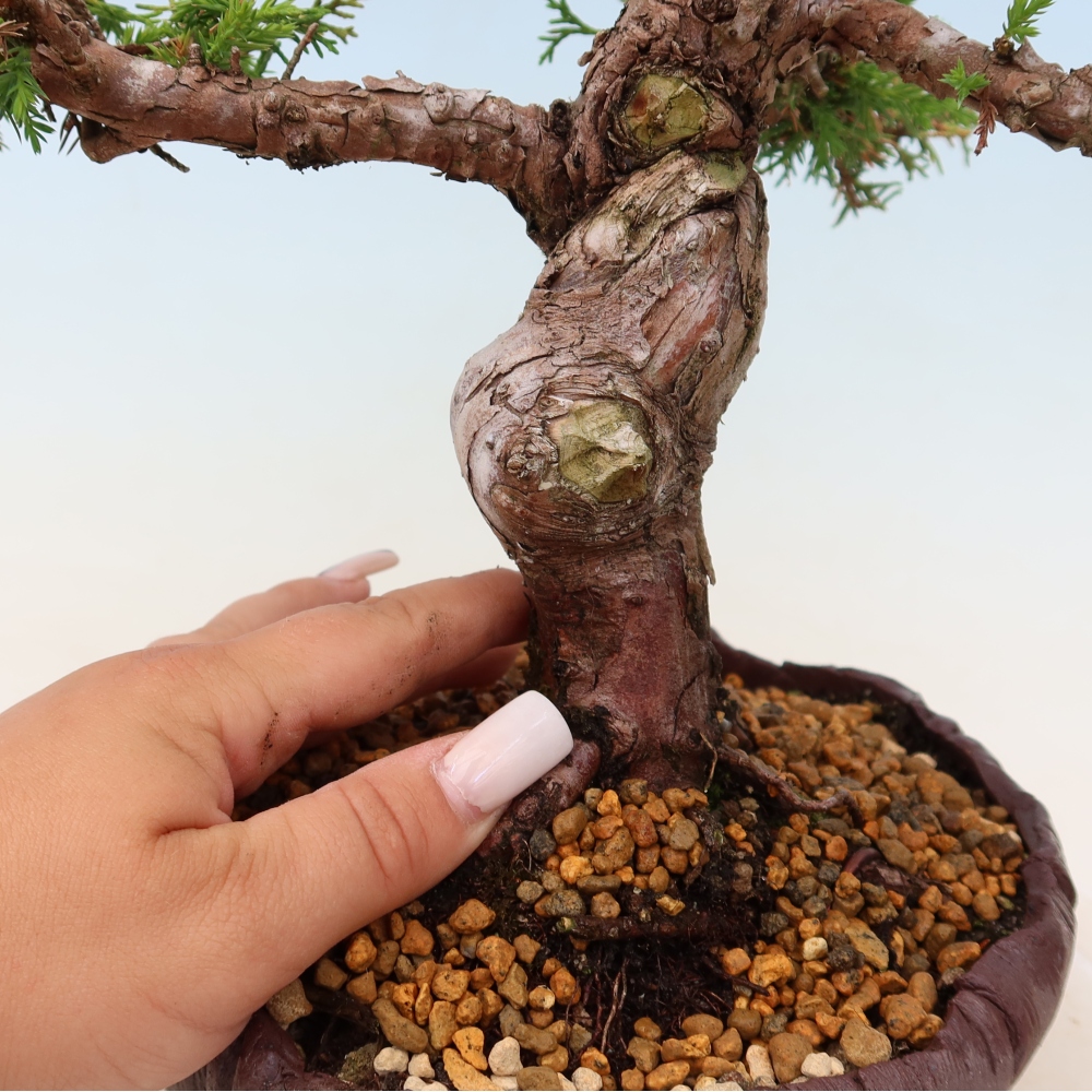 Venkovní bonsai - Juniperus chinensis Itoigawa -Jalovec čínský